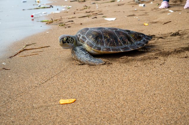 Comité de Gestión Ambiental del Ministerio Administrativo de la Presidencia participa en jornada de liberación de tortugas marinas